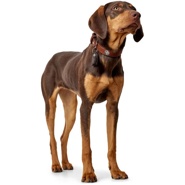 Hunter Cody 55 Cognac Mørkebrun hundehalsbånd - 42-48 cm